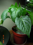 6.5 week carmen pepper for transplant Apr 1 - started too early, it has buds!