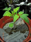 3 weeks: this early girl tomato doesn't look healthy (for kozy koats, outdoors ~April 1)