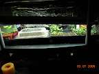 Seedling shelf kinda full.