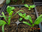 Romaine lettuce and baby leaf spinach.
