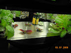 1 week: coleus cuttings, replacement early girl tomato, bambino & twinkle eggplants. Korean red curl outriders.
