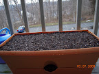 Planted spinach, swiss chard, romaine, so can tell when to put out transplant spinach & romaine lettuce.