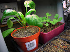 7 week spinach, radishes ~ 15-25 days, kinda behind.