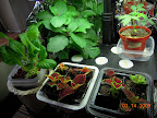 15 week eggplant & friends