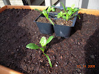 4 week old spinach testing life outdoors. Added some lime - they respond well.