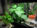 17 weeks: Bambino eggplant and friends - short plant getting very wide, lots of blooms, maybe 5 fruit set