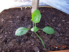 Tarped it over with plastic, spinach not growing faster than ones not planted out yet
