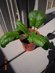 Spinach pot growing much faster with outdoor visits and being eaten.