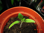 Should I toss this tomato seedling? Bucks County hybrid (Burpee)
