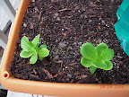 Little Caesar romaine