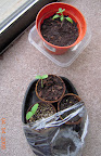 buck's county tomato, cantaloupe, japanese cuke seedlings