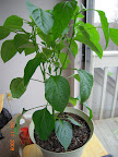 13 week carmen pepper - dropping some fruitlets, but 3 definitely growing (one visible in mid plant, another up and right)