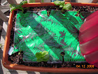 Rear 4 baby leaf spinach, front 3 little caesar lettuce. Larger three from transplants. Growbox nutrient patch installed today.