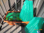 Greens / cantaloupe growbox with aqua-shield, collapsed aqua shield on deck - half the tubes leaked :(