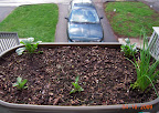 Toy choi and mustard greens sprouting. Pansies (new and overwintered) still not flowering. Overwintered chives. Seeded lawn (right).