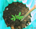 4-week supertasty tomato, 4th day in igloo