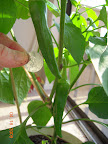 14 weeks, 2 biggest carmen peppers - thin-walled. Grubby thumb.