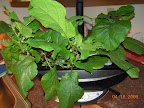20 week eggplant left, 7 week right. Leaf leprosy seemed to happen after rapidly adjusted pH from ~4 to ~6