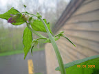 2 or 3 days from bloom to beans! :)