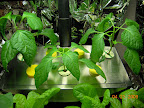4.5 week int'l peppers : top-pruned, then took away reflective drapes. Leaves still curled.