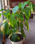 15 week carmen pepper outgrowing pot, still dropping fruitlets, maybe carrying all it can.