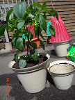 15 week carmen pepper repotted - same size I grew supertasty tomato in last year. Ate the two big peppers for supper (pizza).