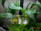 5 week international peppers - top-pruned and removed drapes this week. New branches forming. Leaves still curled...