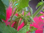 11 week Early Girl tomato, first flower open.