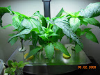 6 week int'l peppers - tiny buds, crowded new branches. Started topping with eggplants' bloom mix to transition.