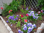 at least the reddish ones, and some of the blue, are antique shades pansies - 2009