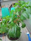 18 week carmen pepper, grown a lot this week. 7 inch fruit still not reddening, several 1&ldquo; fruits holding.