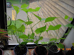 7 week bush beans - 1st harvest about done, dunno if there'll be a second