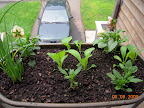 Muddy mustard greens, pansies, and chives.