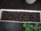 1 week greens box - four seasons, buttercrunch, komatsuna, KRC, little caesar, Silvia red romaine.