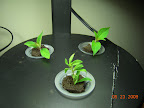 Propagating 2 pineapple sage, 1 calibrochoa.