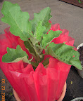 12 week eggplant twinkle, bud getting bigger... This stays in kozy coat at least 2 more weeks.