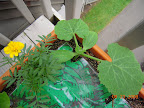 3 week magda squash seems very happy, seed leaves not even white from cold.