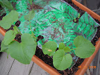 8 / 4 / 1 week cantaloupes (will pick one of the seedlings next week). Removed wall o' water.
