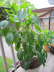 19 week carmen pepper, 1 7&ldquo; and 5 4&rdquo; fruit developing. Pruned top again. &ldquo;Small enough to grow in a flowerpot&rdquo;... not.