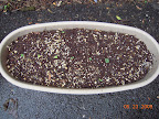 1 week, 2nd greens-only planter. Biggest are radishes.