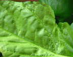 What is this stuff... banana pepper only, hot top leaves only, no movement...