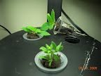 1 week: pineapple sage cuttings ready to transplant, calibrachoa no visible roots yet