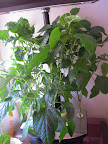 10 weeks: peppers flowering, but fruit still falling off, lights at max