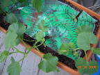9/5/2 week sweet n early cantaloupes.