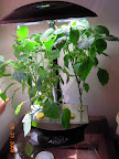 10 weeks: removed banana pepper, replaced 1/2 fluids, pruned mariachi & carmen, trellised.