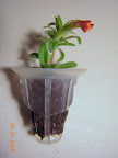 Calibrachoa clone, ~9 days from cutting, blooming & ready to plant out.