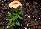 2 week calibrachoa clone - in bloom!