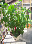 20 week carmen pepper, biggest fruit finally ripening, several big green, bunch of little green peppers, lots of flowers.