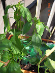 10 / 8 week peppers, gave stakes today for support. Big buds, but no flowers open yet.