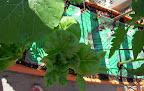 Had to crop 2 month Roman Emperor romaines, for the tomato cage. Little Caesars still going, several spinach seedlings.